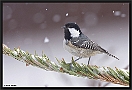 Zwarte Mees, Coal Tit, Periparus ater Location: Ellmau, Austria zwarte mees MG 4785 kopie